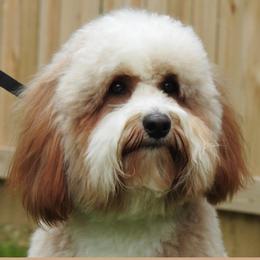 Goldendoodle adult dog