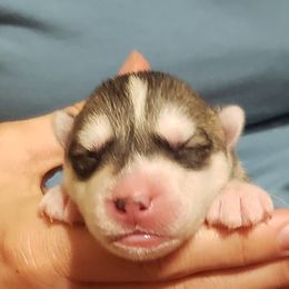 Siberian Husky Puppies from Trish's Siberians