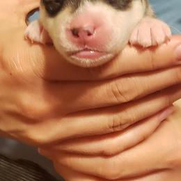 Siberian Husky Puppies from Trish's Siberians