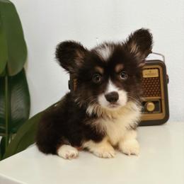 Basil (Financing Available) - Black and tan male American Corgi puppy in Inverness, Florida from Canaan Farm Corgis