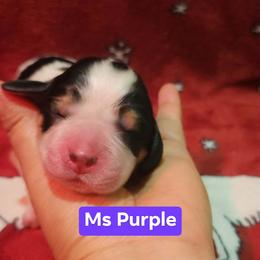 Ms Purple - Black white and tan female English Springer Spaniel puppy in Montville, Connecticut from Hillside Springs Farm