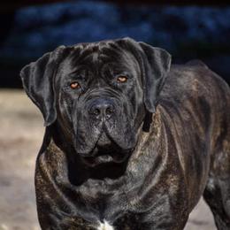 GQ - Boerboel