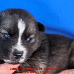 CINDER'S FEMALE 5 - Black and white female Siberian Husky puppy in Manilla, Iowa from Bruck's Siberian Huskies