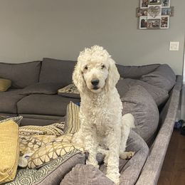 Lucy - Goldendoodle