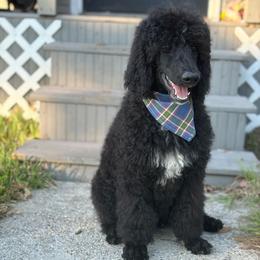 Boy 2 - Poodle puppy from JEN's Poodles