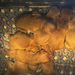 Female pick 1 - Dark golden female Golden Retriever puppy in Harrisburg, North Carolina from Bunn Ranch Goldens & Bernese