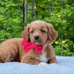 Red bow OFA - Red male Cavapoo puppy in Evart, Michigan from Northern’s Cute Cuddly Cava Poos