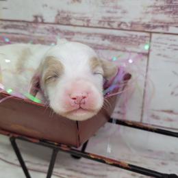 SwertPea - Parti female Goldendoodle puppy in Grabill, Indiana from Rose's Doodles