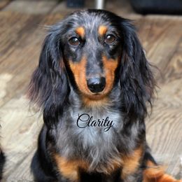 Clarity - Dachshund