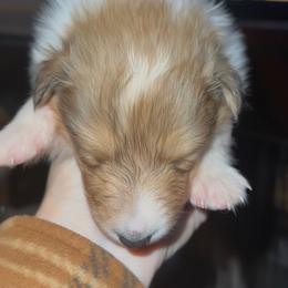 Igraine Maiden - Sable and white female Collie puppy in Malvern, Arkansas from Lost Acres Collies