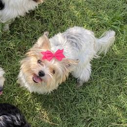 Winnie - Biewer Terrier