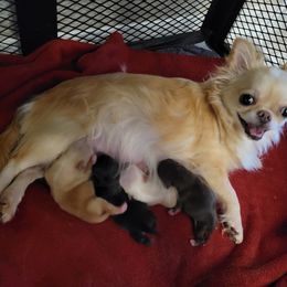 Chihuahua Puppies from Inuzuka Chis