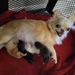 Chihuahua Puppies from Inuzuka Chis