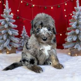 Liberty - Blue merle female Bernedoodle puppy in Banner Elk, North Carolina from Walnut Tree Bernedoodles
