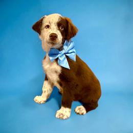 Bentley - Red tri-color male Australian Shepherd puppy in Statesville, North Carolina from Charming Australian Shepherds