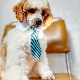 Poodle Puppies from Cityscape Moyen Poodles