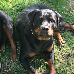 Rottweilers from Double Mills Rottweilers