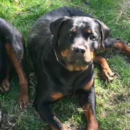 Rottweilers from Double Mills Rottweilers
