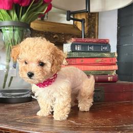 Tiffany - Apricot female Poodle puppy in Taylorsville, North Carolina from SilverLining highlands and hounds