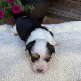 Ike-fluffy - Black and tan male Pembroke Welsh Corgi puppy in Stillwater, Oklahoma from Steele Family Farms