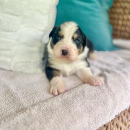 Hershey - Black tri-color male Australian Shepherd puppy in Kentland, Indiana from Pine Grove Aussies