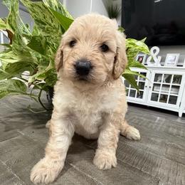 White - Cream female Goldendoodle puppy in Bakersfield, California from Lavish Doodles