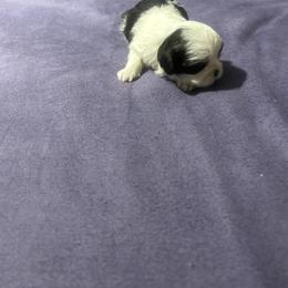 Splash - Black and white male Shih Tzu puppy in Detroit, Michigan from Added family