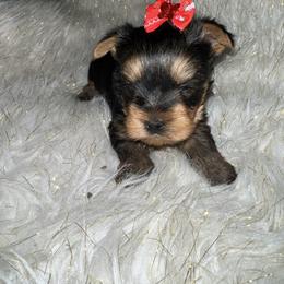 YOLO boy 1 - Black and tan male Yorkshire Terrier puppy in Darrington, Washington from Seven Cedars Yorkies