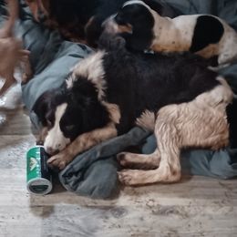 Moly - English Springer Spaniel
