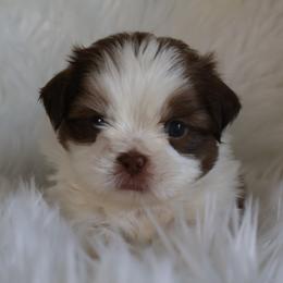 Milo - Red and white male Shih Tzu puppy in Peoria, Arizona from Shihtzucircusaz