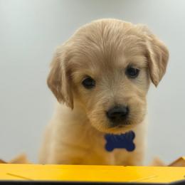 Girl 1 (Blue collar) - Golden female Golden Retriever puppy in Tyler, Texas from Cedar Hollow Retrievers