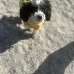 Poodle Puppies from Lixira Poodles