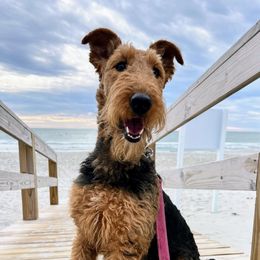 Annalie - Airedale Terrier