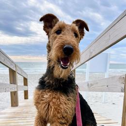Annalie - Airedale Terrier