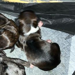 Higgins - Piebald male Dachshund puppy in Saint Albans, Maine from Australian Cattle Cuties and littles
