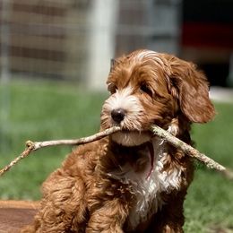 Australian Labradoodle Puppies from Cascade Canyon Labradoodles