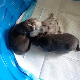 Pomsky Puppies from Ultimate Pomskies LLC