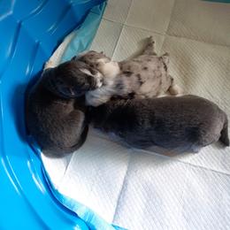 Pomsky Puppies from Ultimate Pomskies LLC