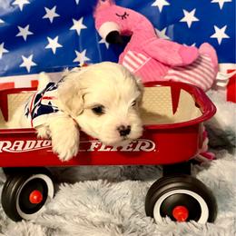 Tiger boy 3 (purple) - White and buff male Bichon Frise puppy in Lavon, Texas from Sissy’s Heavenly Paws