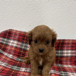 Diane - Red female Cavapoo puppy in Richards, Missouri from TMJ Dachshunds & More