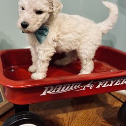 Goldendoodle Puppies from Southern Darling Doodles