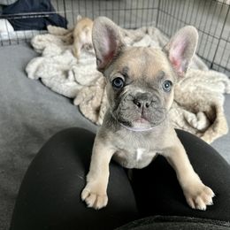 French Bulldog Puppies from A Cute Pair of Frenchies