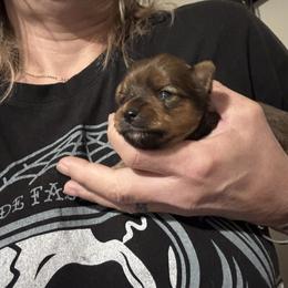Tilly - Chocolate female Morkie puppy in Taylorsville, North Carolina from Mountain Top Hot Tailz