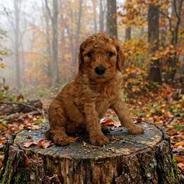 Boy 2 - Red  male Poodle puppy in Mc Henry, Illinois from Sunset Maple Poodles