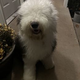 Old English Sheepdog Puppies from Prata's OES