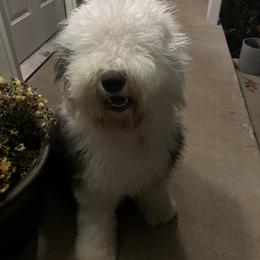 Old English Sheepdog Puppies from Prata's OES