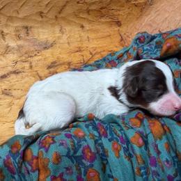 Moon (green) - Red tri-color female Aussiedoodle puppy in Watertown, Wisconsin from Little Bear Paws Aussiedoodles