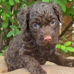 Hershey - Pink Collar - Chocolate female Goldendoodle puppy in Kingwood, Texas from Kingwood Goldendoodles