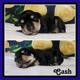 Cash - Black and silver male Miniature Schnauzer puppy in Lebanon, Missouri from Cedar Glades Canines