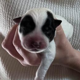 Girl 1 - Blue female Australian Cattle Dog puppy in Irvington, Kentucky from Dry Valley’s Australian Cattle Dogs